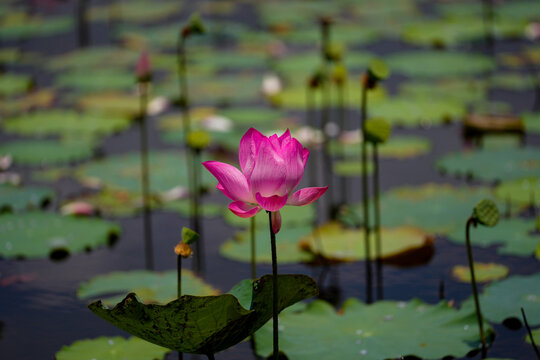Pink Lotus flower