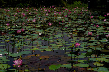 Pink lotus flower in the pool.