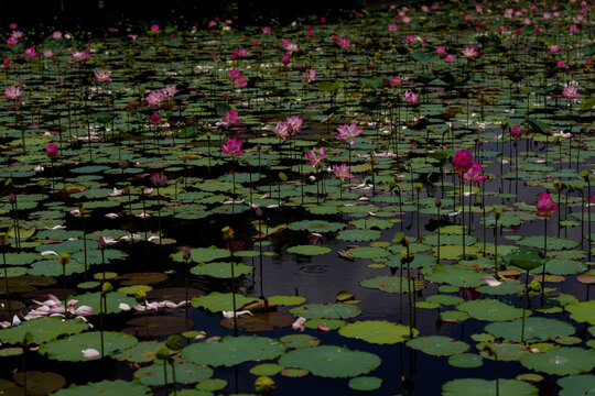 Pink lotus flower in the pool.