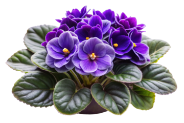 African Violet png