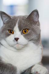 Portät eines lilac-white Britisch Kurzhaar Katers