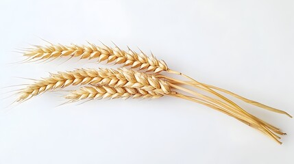 Golden Wheat Ears Closeup on Plain White Background