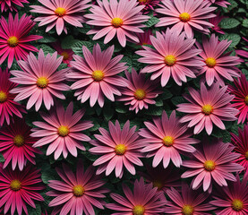 Fototapeta premium A close up of a bunch of pink flowers with yellow centers