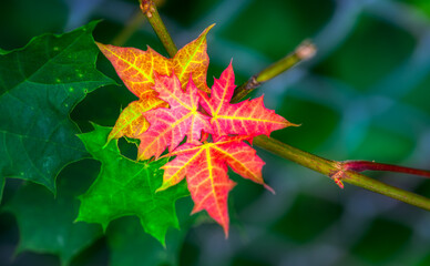 red autumn leaves turning early this late summer here in Upstate NY.  The colors of Autumn, red, yellow and green come alive.