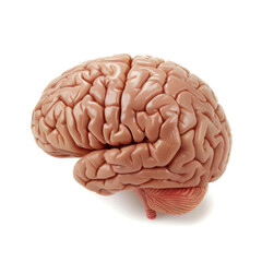 The anthropomorphic brain on a white background, exuding personality.