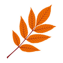 Autumn rowan leaf. Hand drawn trendy flat style isolated. autumn leaf, golden season. Vector illustration