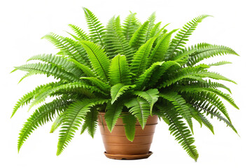 Obraz premium Boston Fern Nephrolepis Exultate png