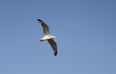 Seagull in the blue sky