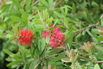 Crimson bottlebrush plant (Callistemon citrinus)