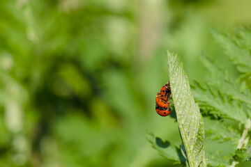 ladybugs mating on a plant leaf