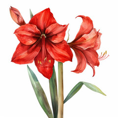 Watercolor Clipart of a Bright and Bold Amaryllis in Full Bloom