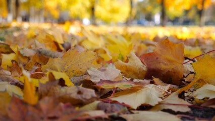 Close up view of empty autumn forest at sunny day. Yellow maple leaves lying on lawn at woodland. Gentle wind blowing through colorful foliage on the ground at parkland. Low view Slow motion