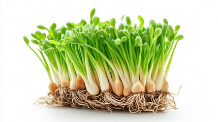 Green sprouted onion close up isolated on white