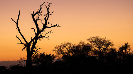 Fototapeta premium African, Sunset near Lower-Sabie in the Kruger National Park, Mpumalanga, South Africa 