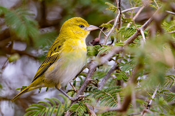 Female Lesser Masked Weaver (Kleingeelvink) (Ploceus intermedius) near Nkuhlu, Skukuza, in the Kruger National Park, Limpopo, South Africa 