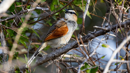 Black-crowned Tchagra (Swartkroontjagra) (Tchagra senegalus) near Nkuhlu, Skukuza, in the Kruger National Park, Limpopo, South Africa 