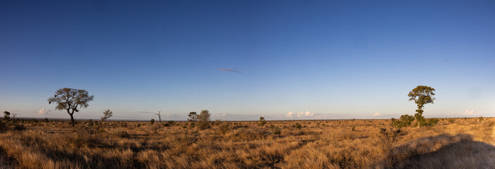Magic lowveld bush landscape near Satara in the Kruger National Park, Mpumalanga, South Africa 