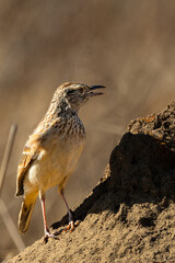 Rufous-naped Lark (Rooineklewerik) (Mirafra Africana) In Rietvlei Nature reserve, Pretoria, Gauteng, South Africa
