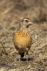 Rufous-naped Lark (Rooineklewerik) (Mirafra Africana) In Rietvlei Nature reserve, Pretoria, Gauteng, South Africa