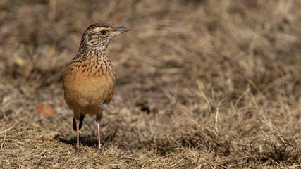 Obraz premium Rufous-naped Lark (Rooineklewerik) (Mirafra Africana) In Rietvlei Nature reserve, Pretoria, Gauteng, South Africa