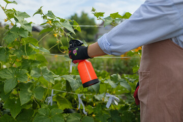 Sprays for cucumber plants against parasites and diseases. Growing vegetables in the garden. High...