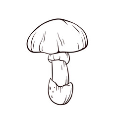 Caesar edible mushroom in line art style. Edible fungus, forest plant for autumn design. Vector illustration isolated on a white background.