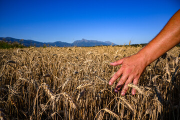Farmer is checking the wheat crop in a field with his hand, with mountains in the background