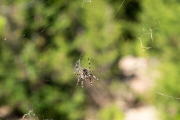 spider Araneidae on the web against the green blurry background 