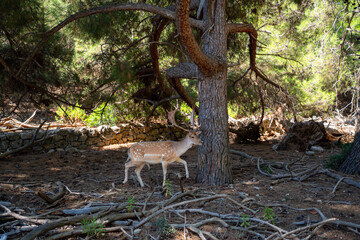 deer in the forest