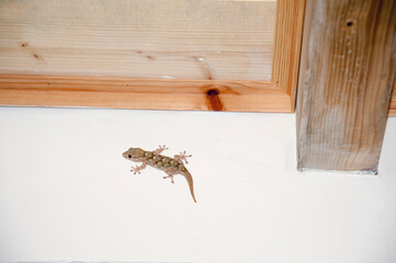 A grey Mediterranean house gecko walking on the wall in the attic at night.