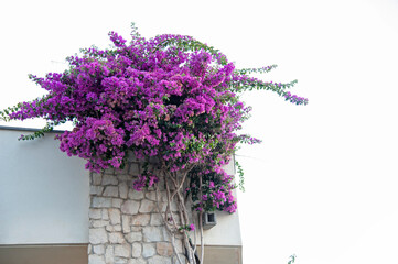 Flowering branches of a Bougainvillea plant reaching the balcony.