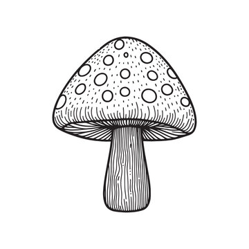 recommend clip art: Mushroom line art Vector Illustration