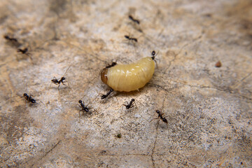 Ants hunt and kill larva of a termite on the ground.
