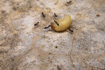 Ants hunt and kill larva of a termite on the ground.
