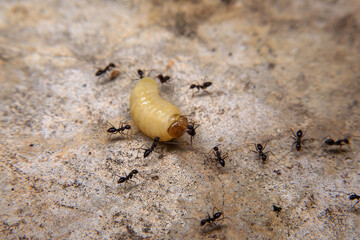 Ants hunt and kill larva of a termite on the ground.
