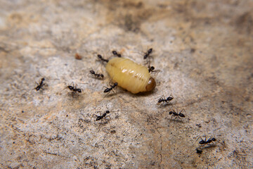 Ants hunt and kill larva of a termite on the ground.
