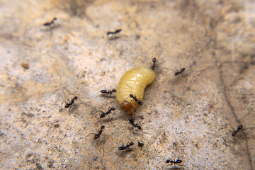 Ants hunt and kill larva of a termite on the ground.
