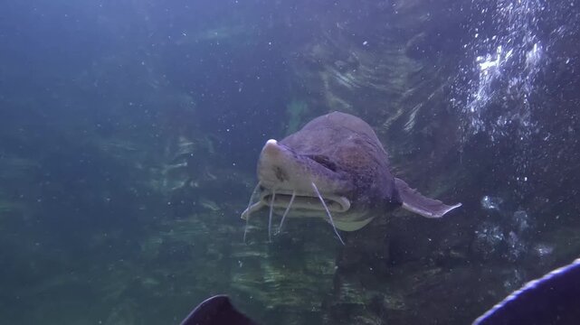  kaluga fish, (Huso dauricus), swimming, front and side view