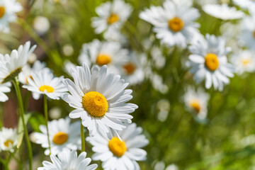 Flowering marguerites (Leucanthemum vulgare) in the garden. Sunny natural blurred background.