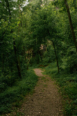 sentiero nel fogliame