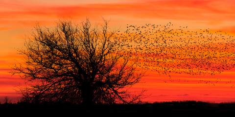 Zugvögel im Herbst bei Sonnenuntergang, Panorama 