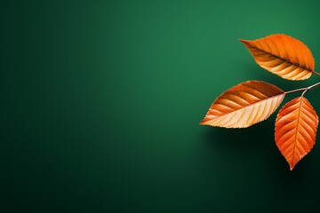 Obraz premium leaf on green background