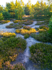 Heath during sunrise, with blooming heather on the heath bathed in bright sunlight, located in Mostowka, Poland.