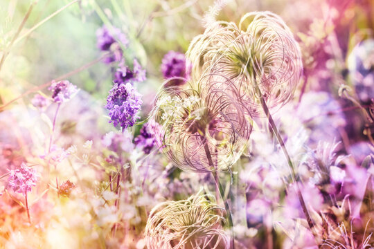 Beautiful nature in meadow, flowering wild thume with unusual flowers and plants