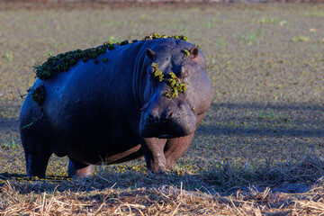 Botswana Safari