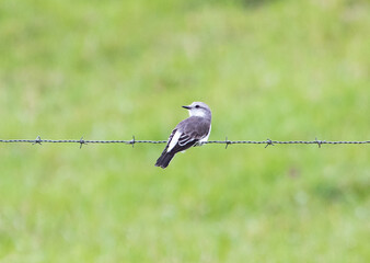 Bird in wire