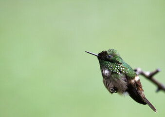 Fototapeta premium cute hummingbird