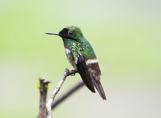 hummingbird perched