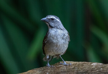 songbird