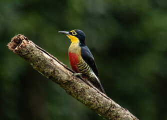 Woodpecker in the trunk